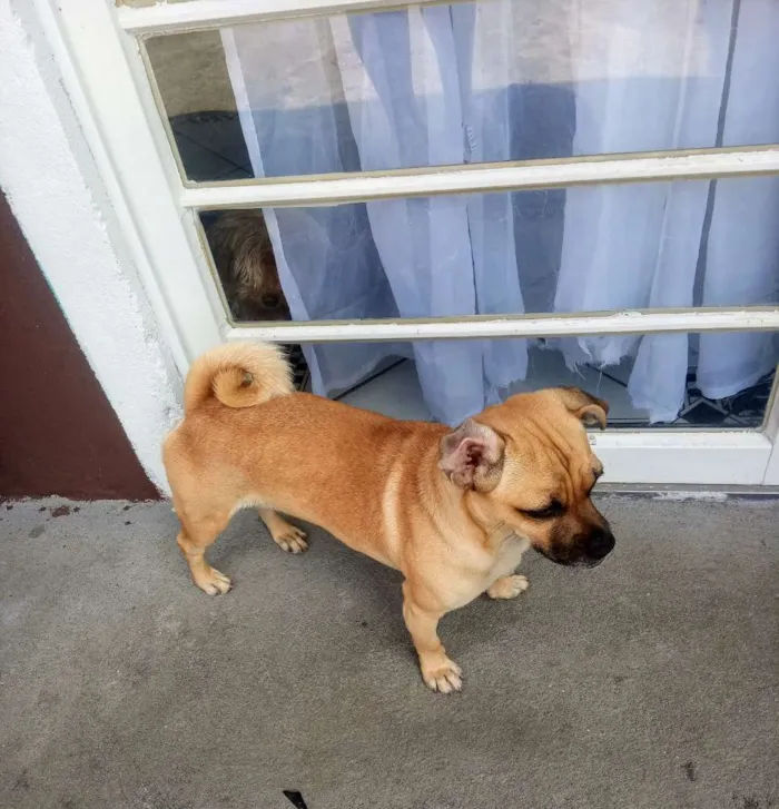 Cachorro ra a Sem raça definida idade 1 ano nome MEL