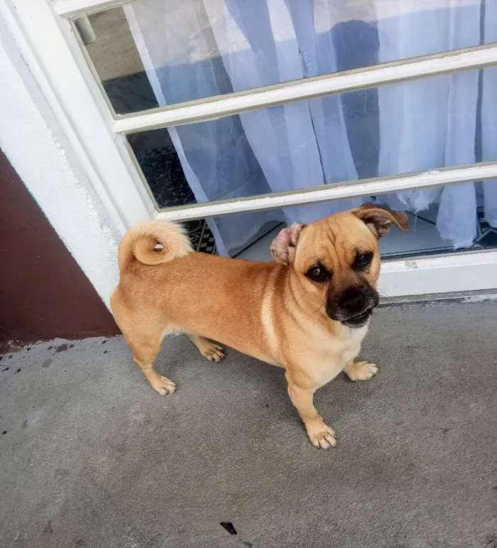 Cachorro ra a Sem raça definida idade 1 ano nome MEL