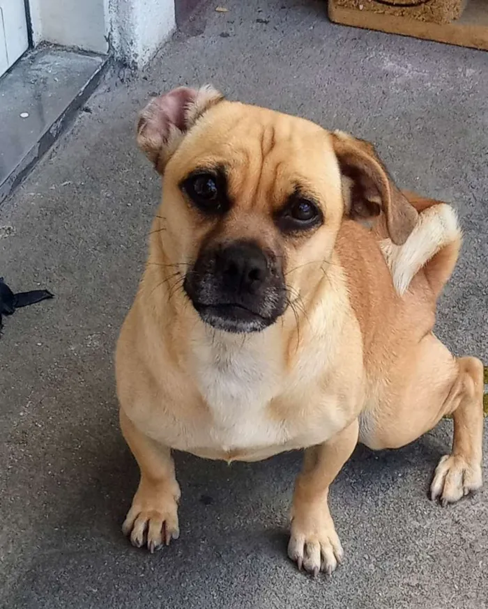 Cachorro ra a Sem raça definida idade 1 ano nome MEL