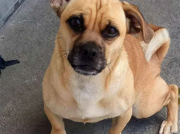 Cachorro ra a Sem raça definida idade 1 ano nome MEL