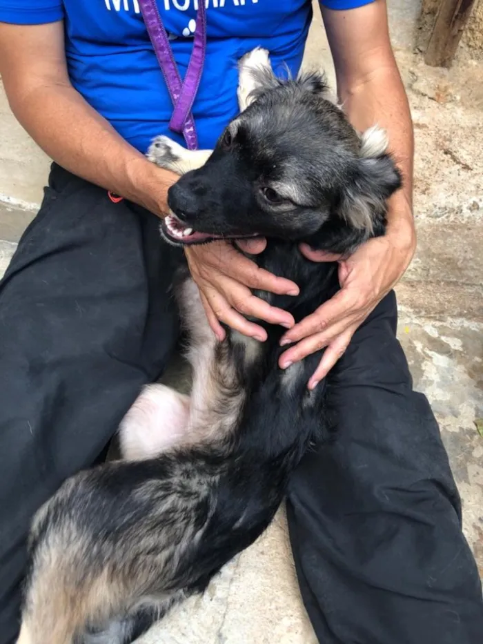 Cachorro ra a SRD idade 2 anos nome Dara