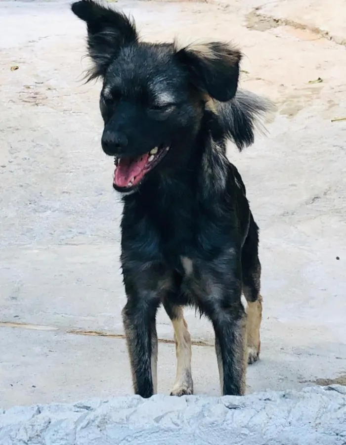 Cachorro ra a SRD idade 2 anos nome Dara