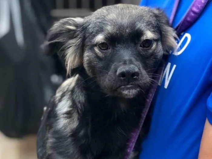 Cachorro ra a SRD idade 2 anos nome Dara