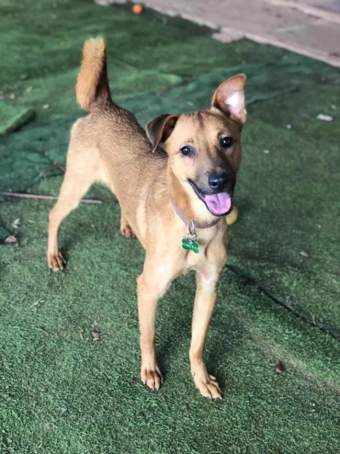 Cachorro ra a SRD idade 3 anos nome Farofa