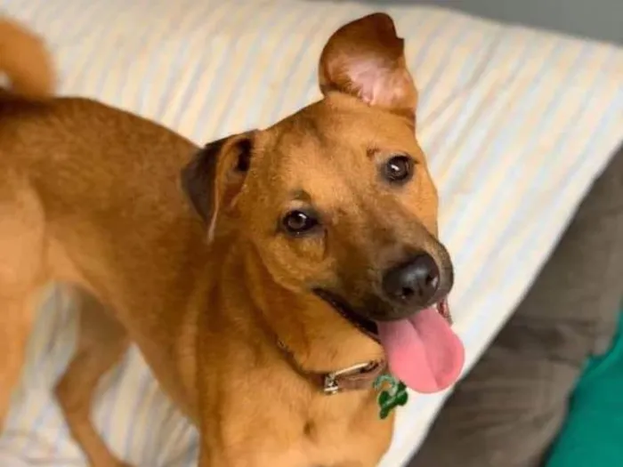 Cachorro ra a SRD idade 3 anos nome Farofa