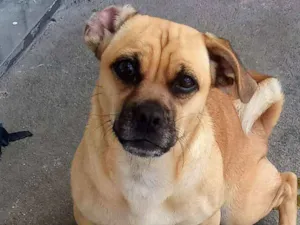 Cachorro raça Sem raça definida idade 1 ano nome MEL
