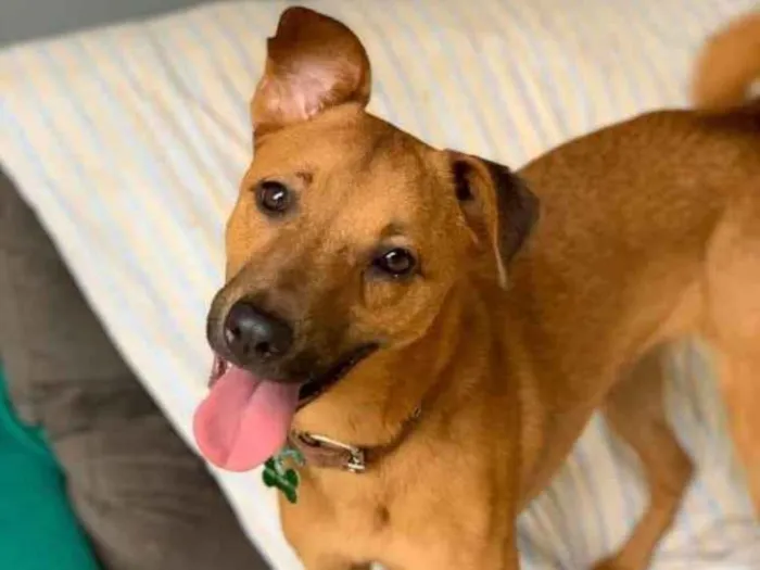 Cachorro ra a SRD idade 3 anos nome Farofa
