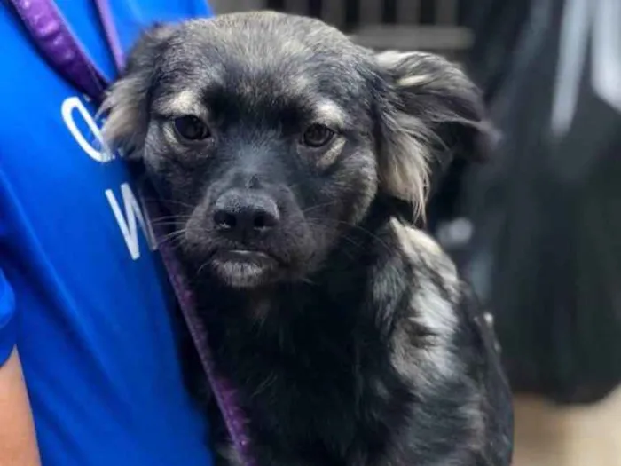 Cachorro ra a SRD idade 2 anos nome Dara