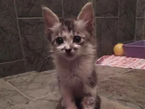 Gato raça SDR idade Abaixo de 2 meses nome Reizinho