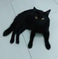 Leon
