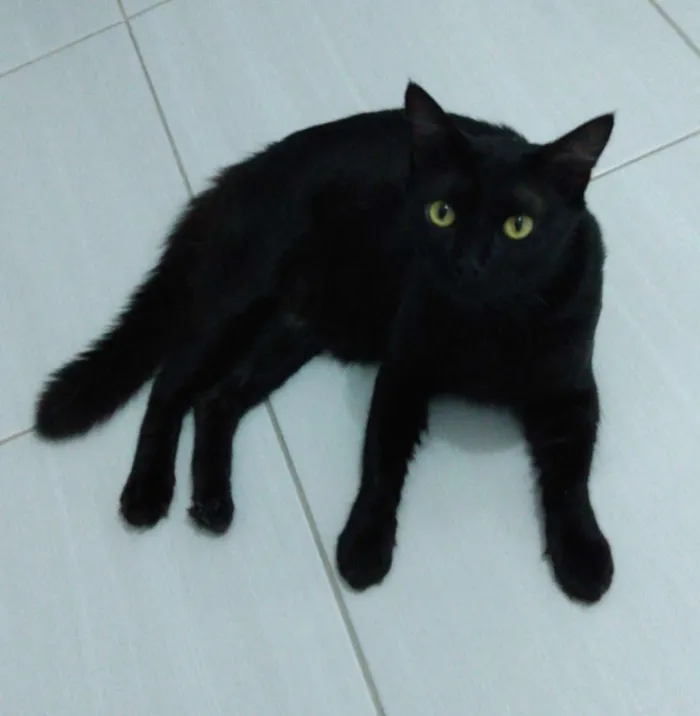 Gato raça Sem raça definida  idade 1 ano nome Leon