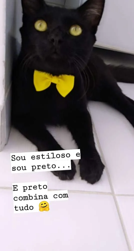 Gato raça Sem raça definida  idade 1 ano nome Leon