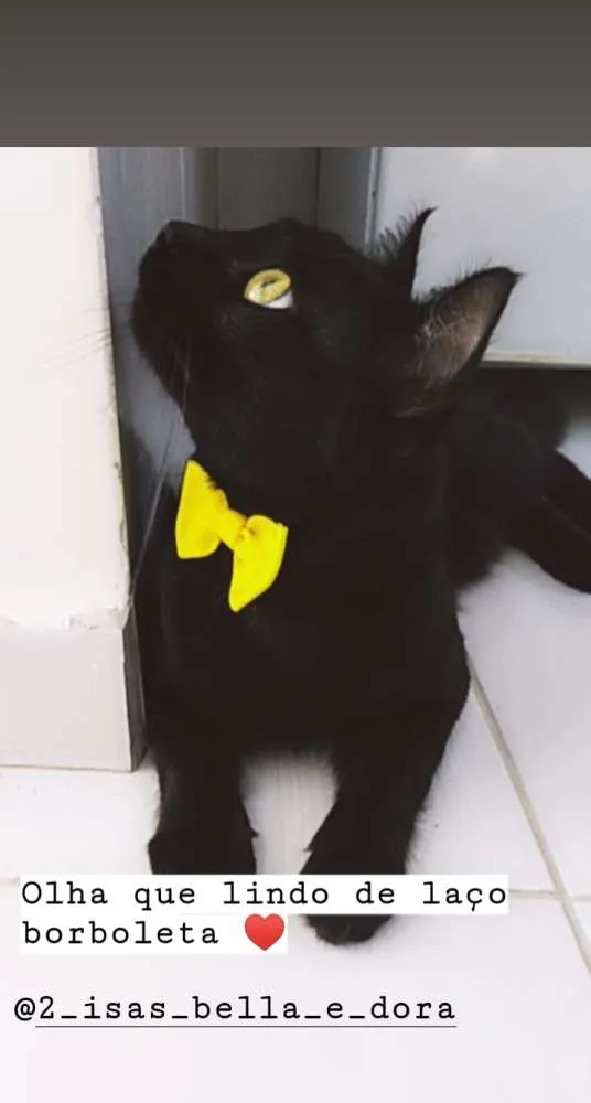 Gato raça Sem raça definida  idade 1 ano nome Leon