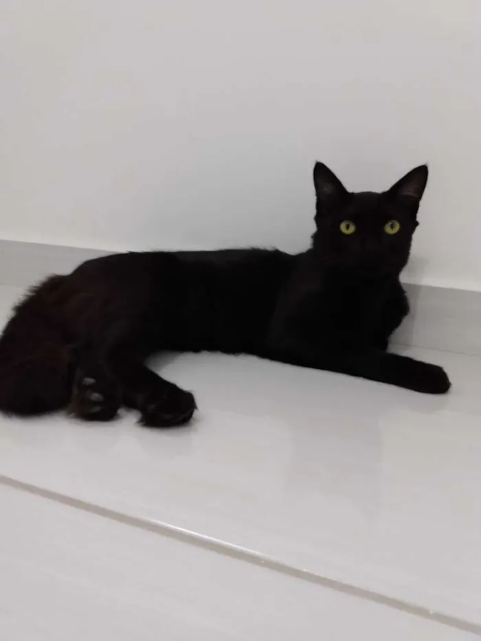 Gato raça Sem raça definida  idade 1 ano nome Leon