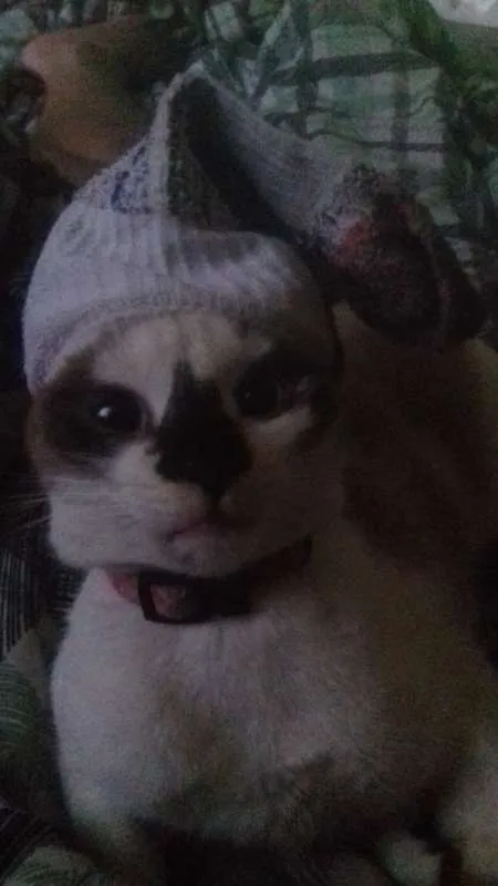 Gato raça  idade 1 ano nome Ladies