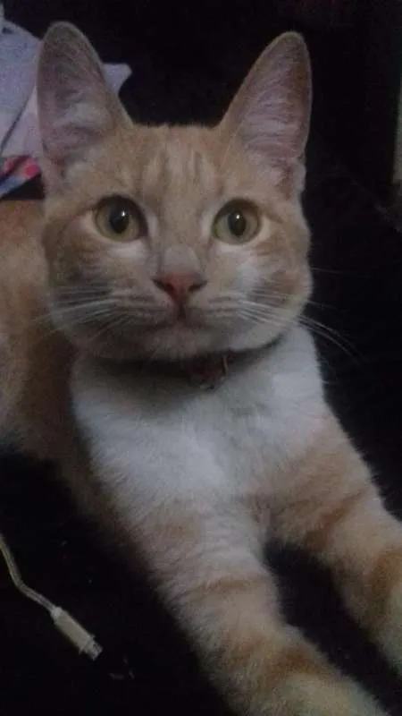 Gato raça  idade 1 ano nome Ladies