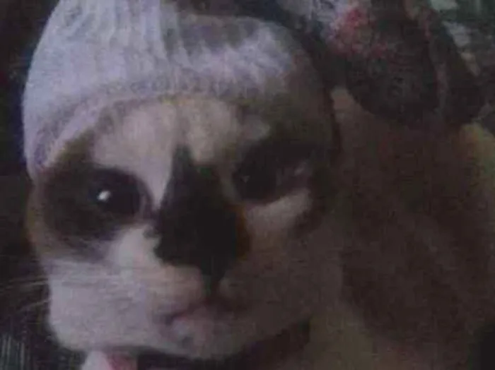 Gato raça  idade 1 ano nome Ladies