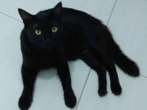 Gato raça Sem raça definida  idade 1 ano nome Leon