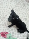 Pretinha