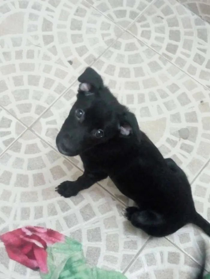 Cachorro raça Vira-lata idade 2 a 6 meses nome Pretinha