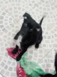 Pretinha