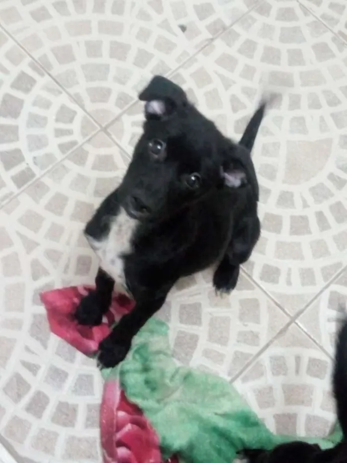 Cachorro raça Vira-lata idade 2 a 6 meses nome Pretinha