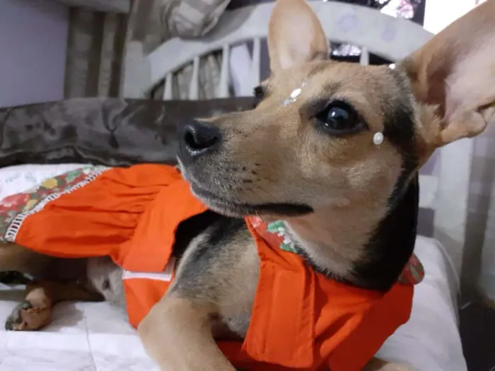 Cachorro ra a srd idade 2 anos nome Flor