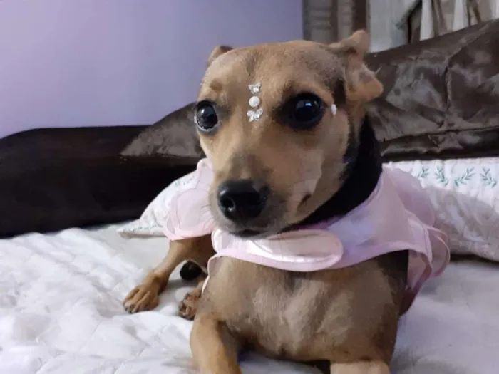 Cachorro ra a srd idade 2 anos nome Flor