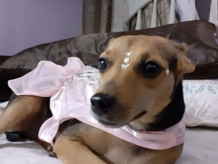 Cachorro ra a srd idade 2 anos nome Flor