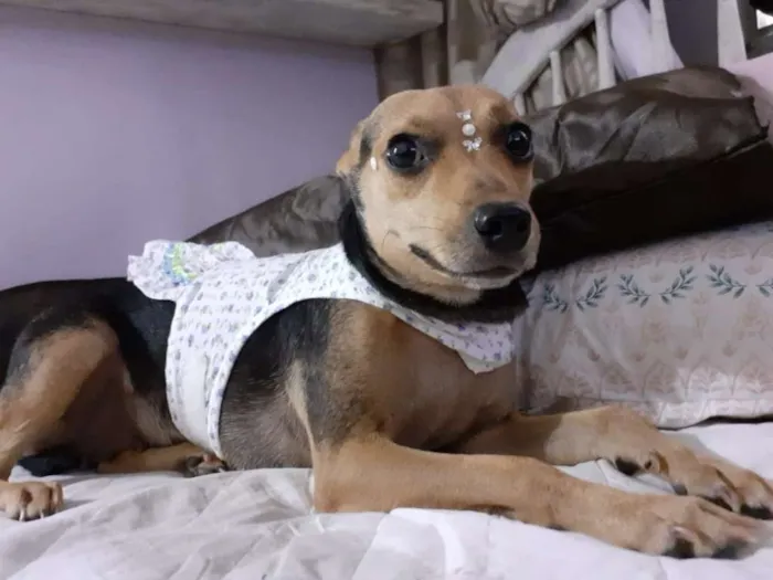 Cachorro ra a srd idade 2 anos nome Flor