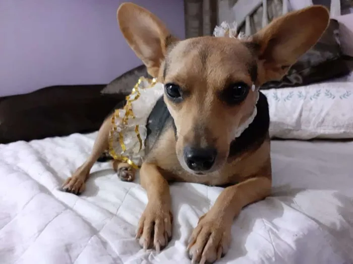 Cachorro ra a srd idade 2 anos nome Flor
