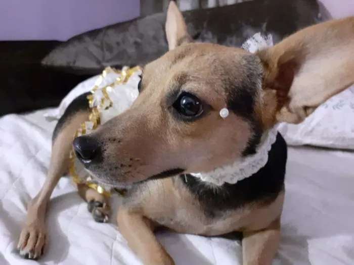 Cachorro ra a srd idade 2 anos nome Flor