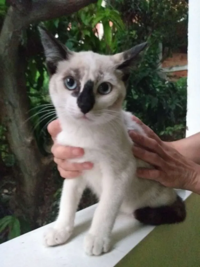 Gato ra a  idade 2 a 6 meses nome CHARLOTTE 