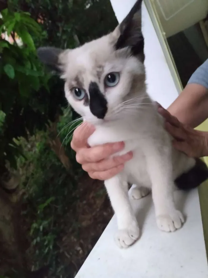 Gato ra a  idade 2 a 6 meses nome CHARLOTTE 