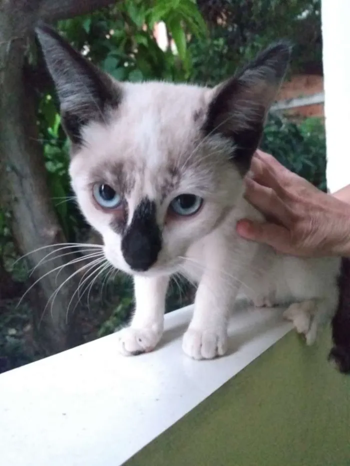 Gato ra a  idade 2 a 6 meses nome CHARLOTTE 