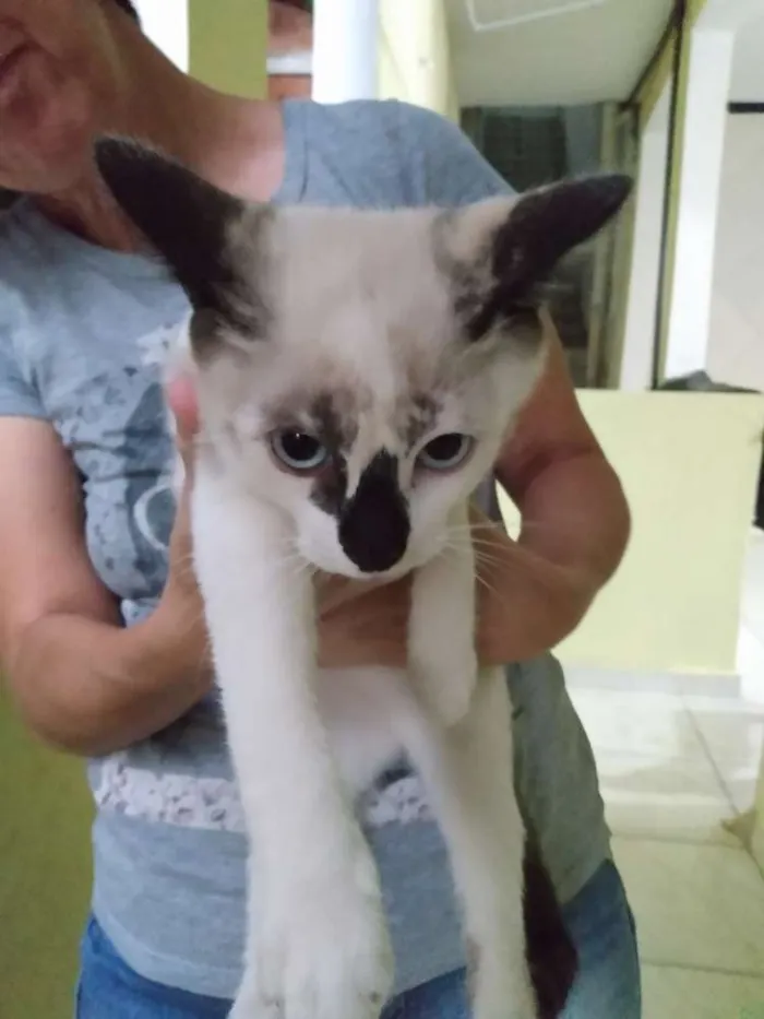 Gato ra a  idade 2 a 6 meses nome CHARLOTTE 