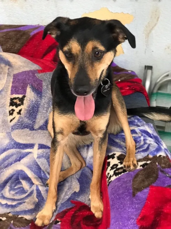 Cachorro ra a Srd idade 3 anos nome Nero