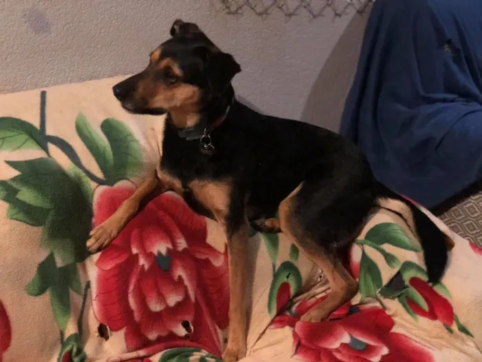 Cachorro ra a Srd idade 3 anos nome Nero