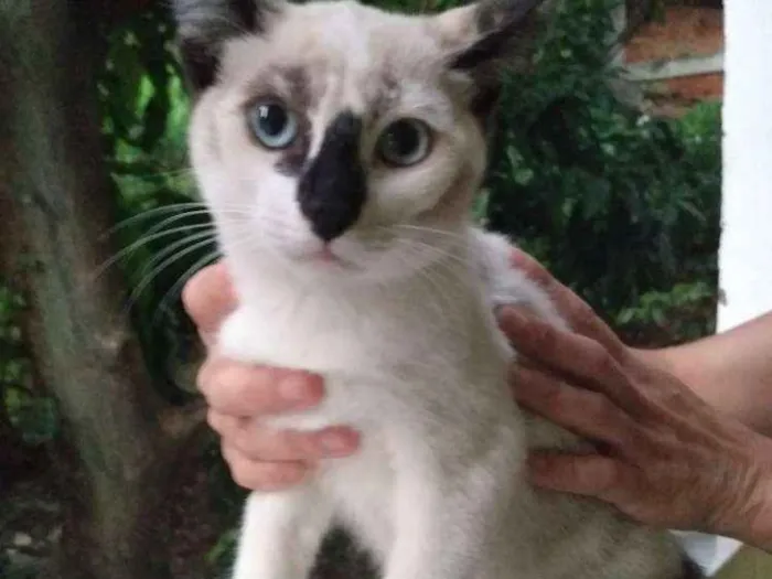 Gato ra a  idade 2 a 6 meses nome CHARLOTTE 
