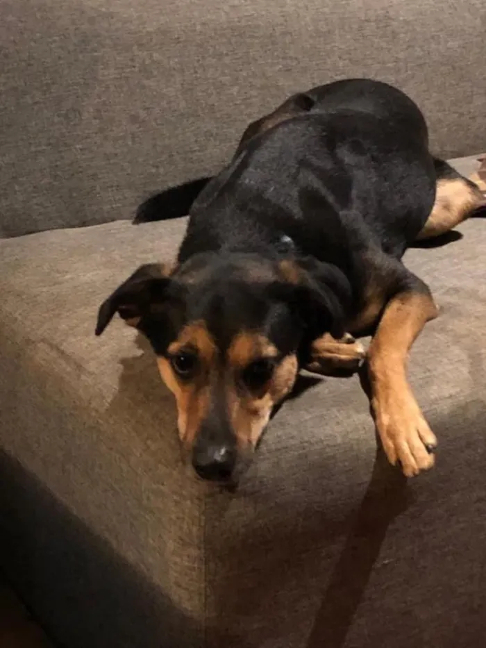 Cachorro ra a Srd idade 3 anos nome Nero