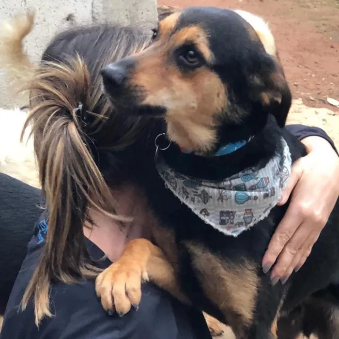Cachorro ra a Srd idade 3 anos nome Nero