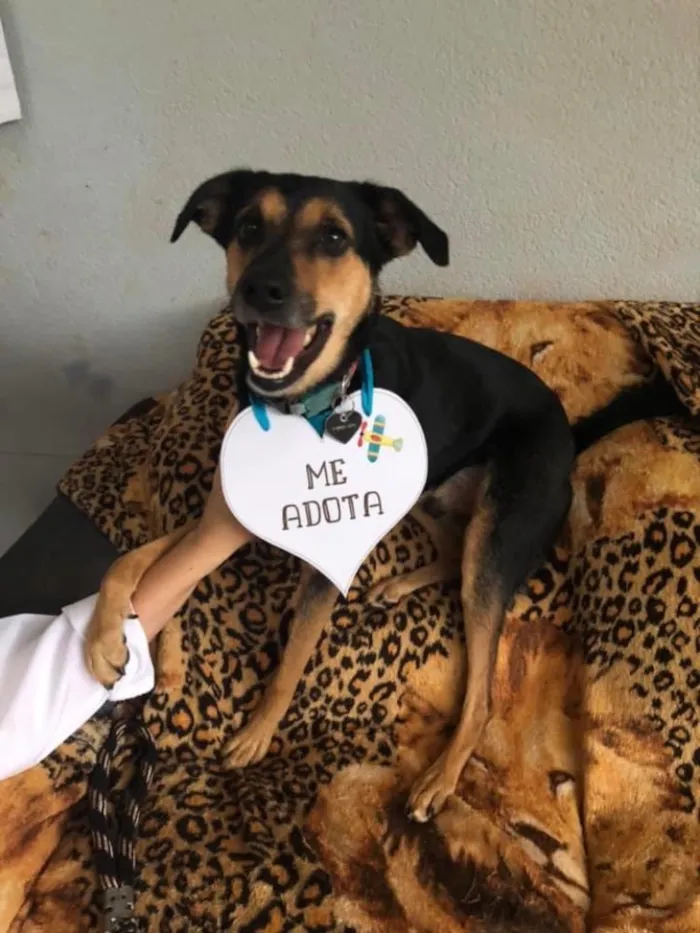 Cachorro ra a Srd idade 3 anos nome Nero