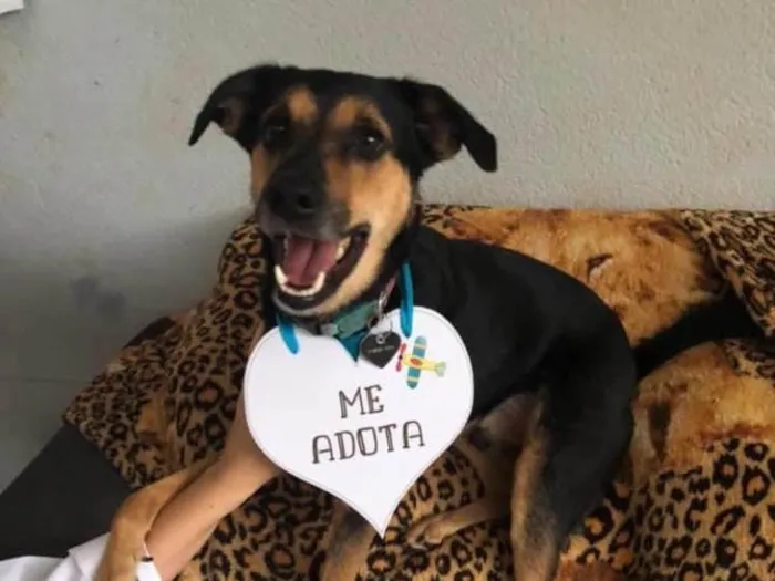 Cachorro ra a Srd idade 3 anos nome Nero