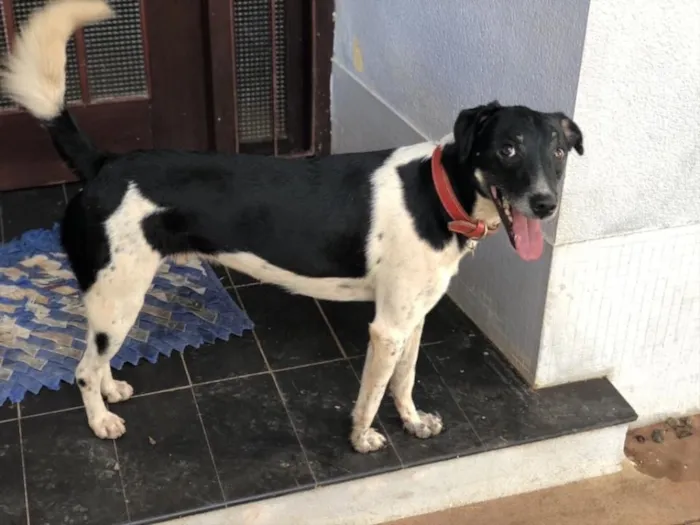 Cachorro ra a Srd idade 3 anos nome Biel