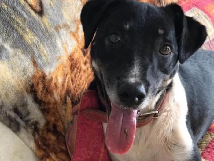 Cachorro ra a Srd idade 3 anos nome Biel