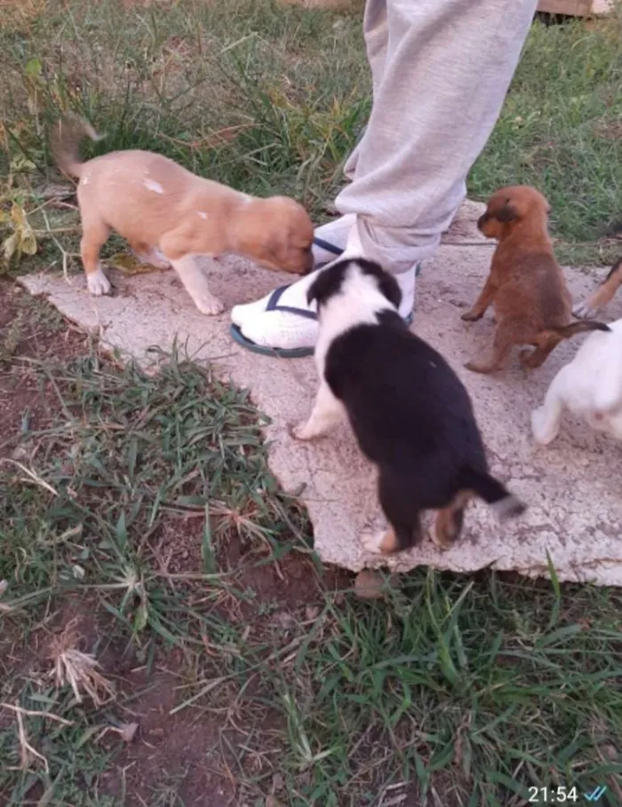 Cachorro ra a Raça  não definida idade Abaixo de 2 meses nome Sem nomes