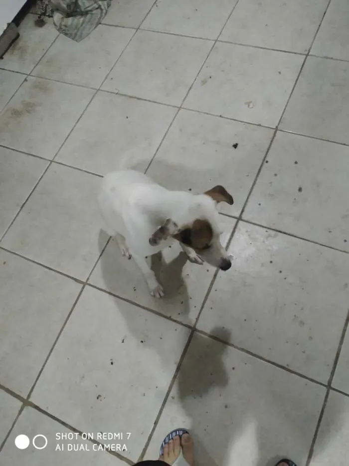 Cachorro ra a Indefinida idade 7 a 11 meses nome Atena