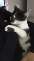 Frajolinha