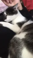 Frajolinha