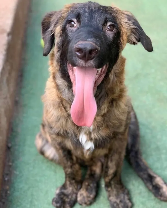 Cachorro ra a SRD idade 2 a 6 meses nome Raj